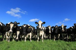 an image of a group of cows in a field on a sunny day.